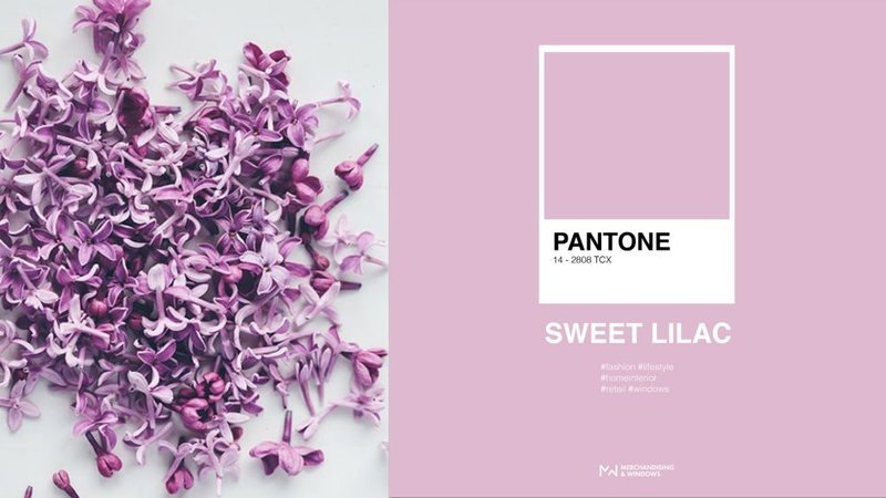 Couleur Sweet lilas