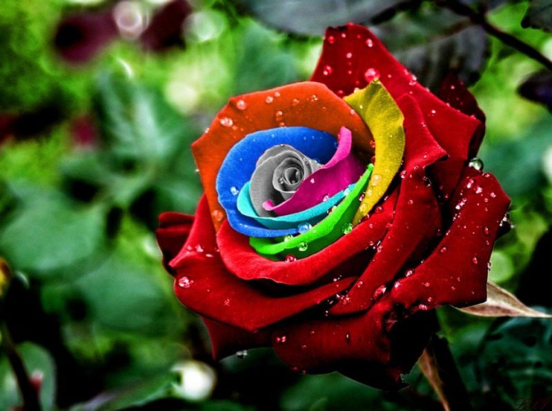 De kleur van een roos in een droom