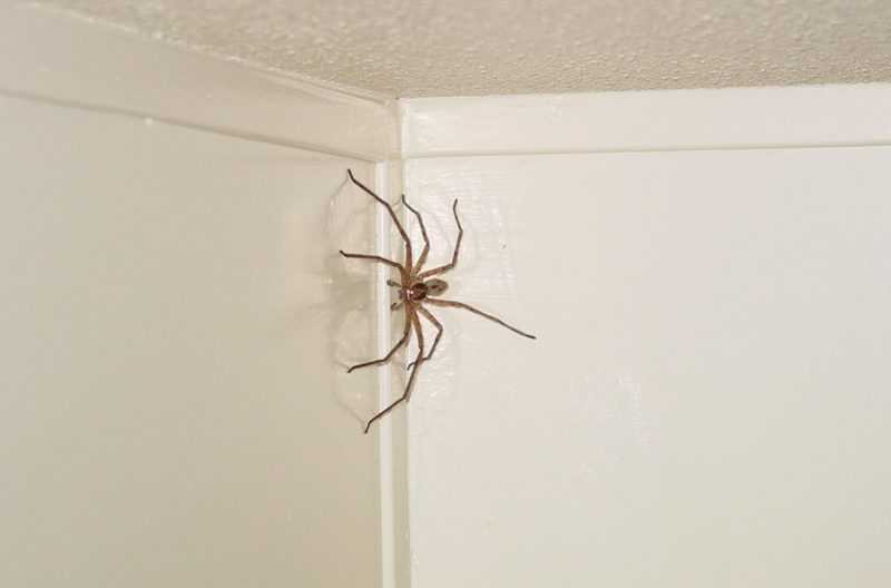 Păianjen în casă