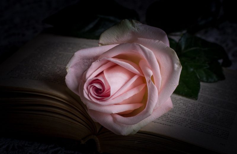 Trandafir prin cărți de vis