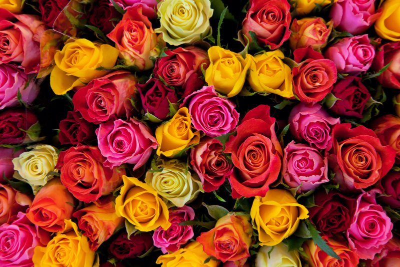 Skirtingų spalvų rožės sapne