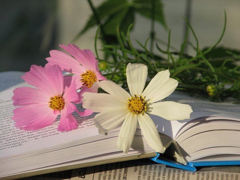Kwiaty według wymarzonych książek