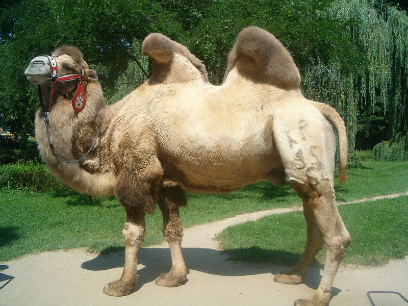 Kamel i Kopalinsky