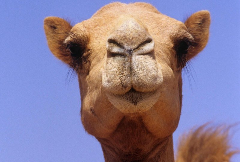 Aesop kameel