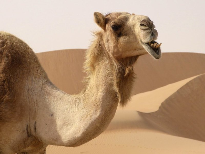 Utseendet til en kamel i en drøm