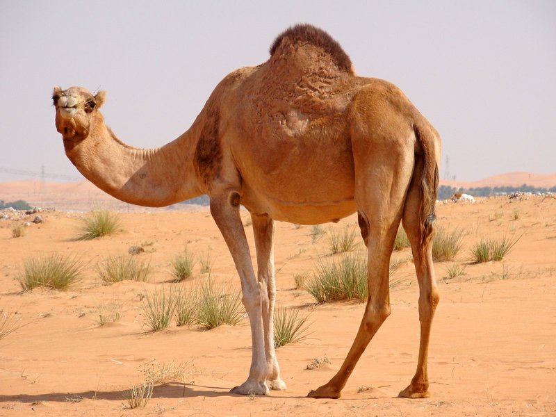 Het beeld van een kameel in een droom