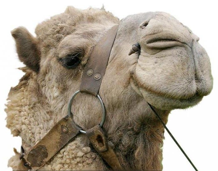 Freud Camel