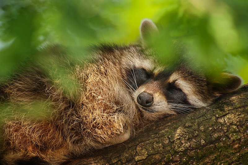 Interpretatie van slaap over een wasbeer