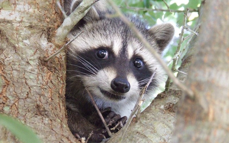 Raccoon av Veles