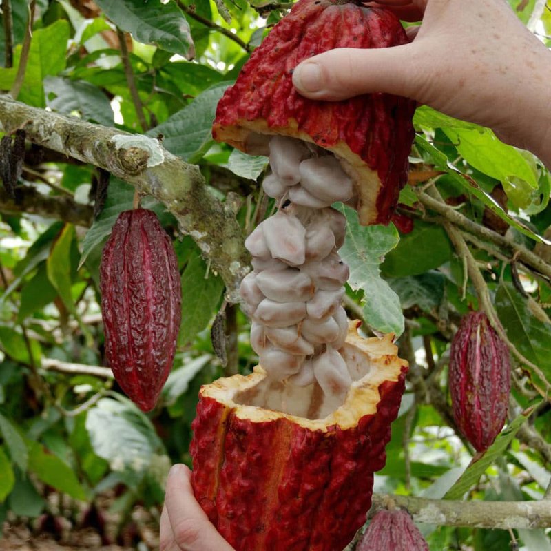 Dojrzałe owoce drzewa kakaowego