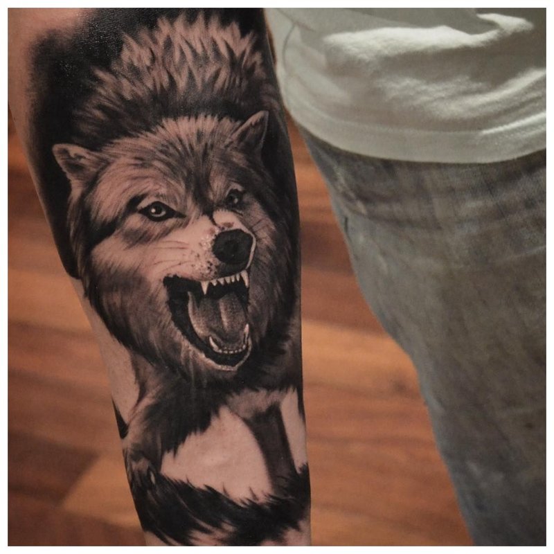 Farkas tetoválás egy férfi kezén