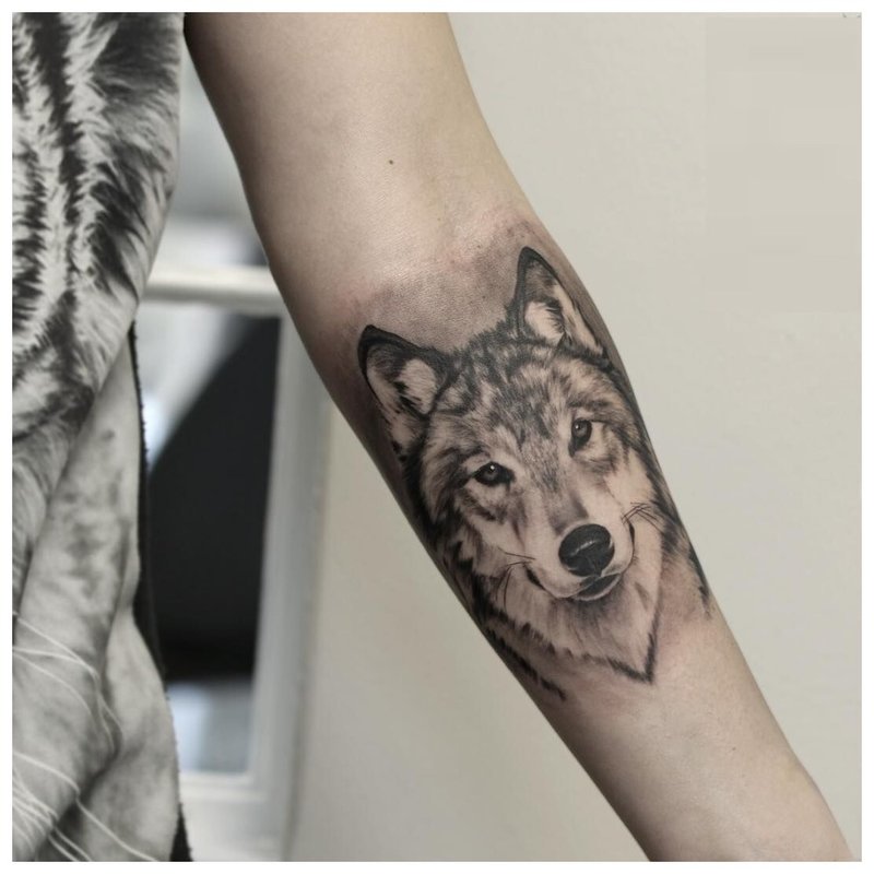 Vilko žvilgsnis - tatuiruotė ant rankos