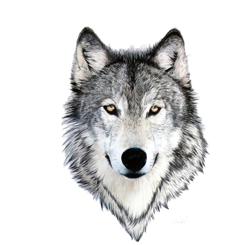 Krásný vlk - skica pro tetování