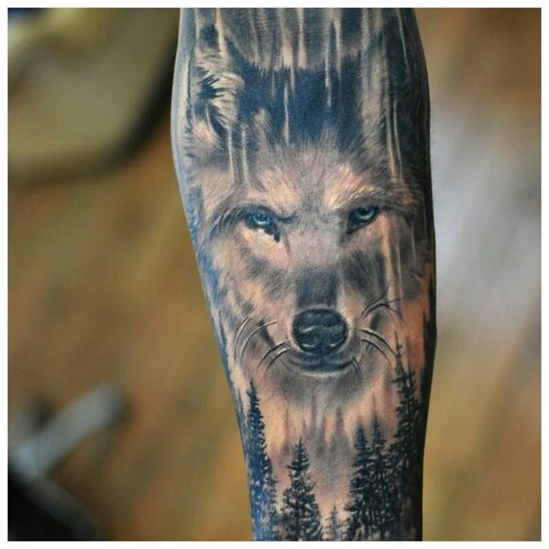 De strenge blik van een wolf - een tatoeage op de arm van een man