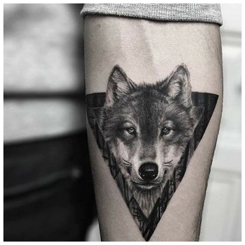Vilko akis - tatuiruotė ant vyro rankos