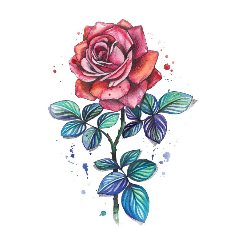 Színes vázlat vörös rózsa