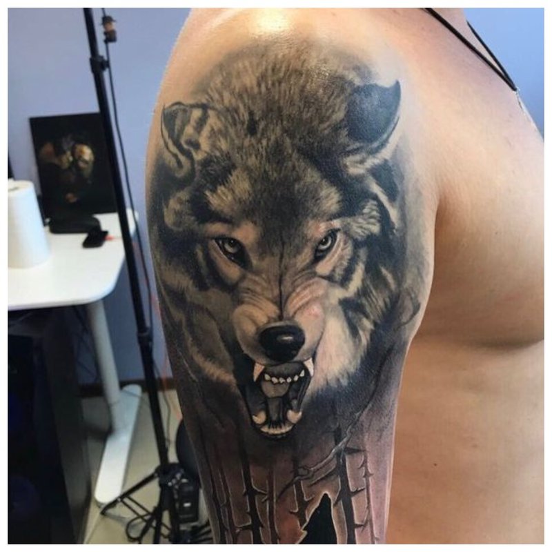 Vilko grindas - tatuiruotė žmogui