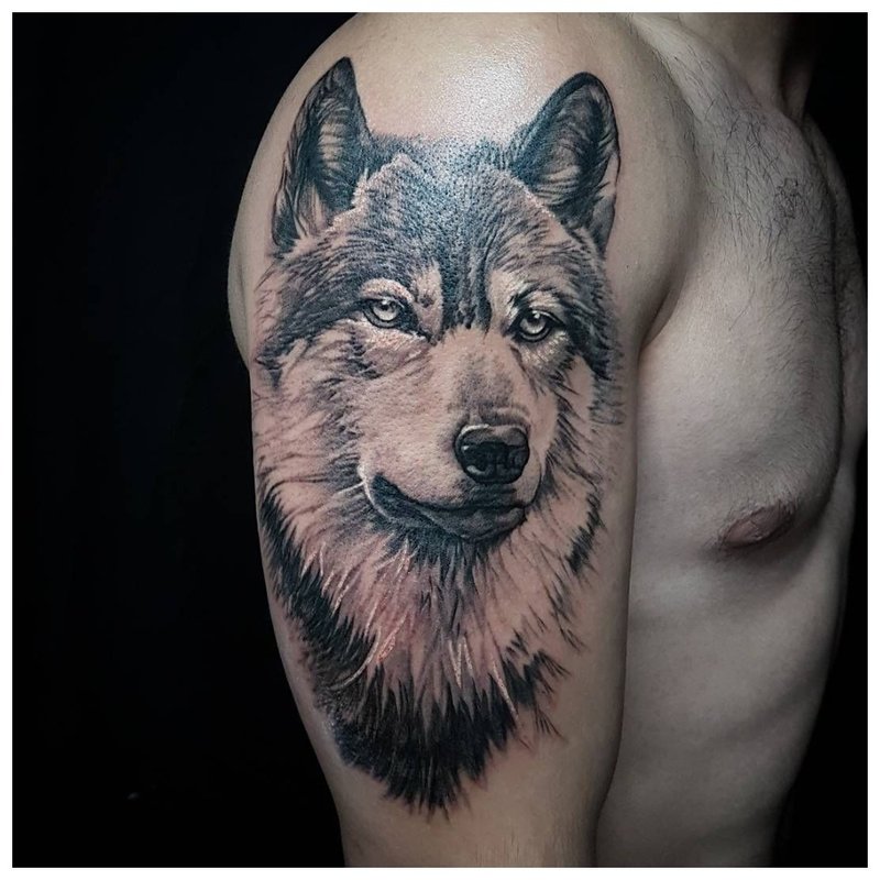 Felnőtt farkas - tetoválás egy férfi vállán