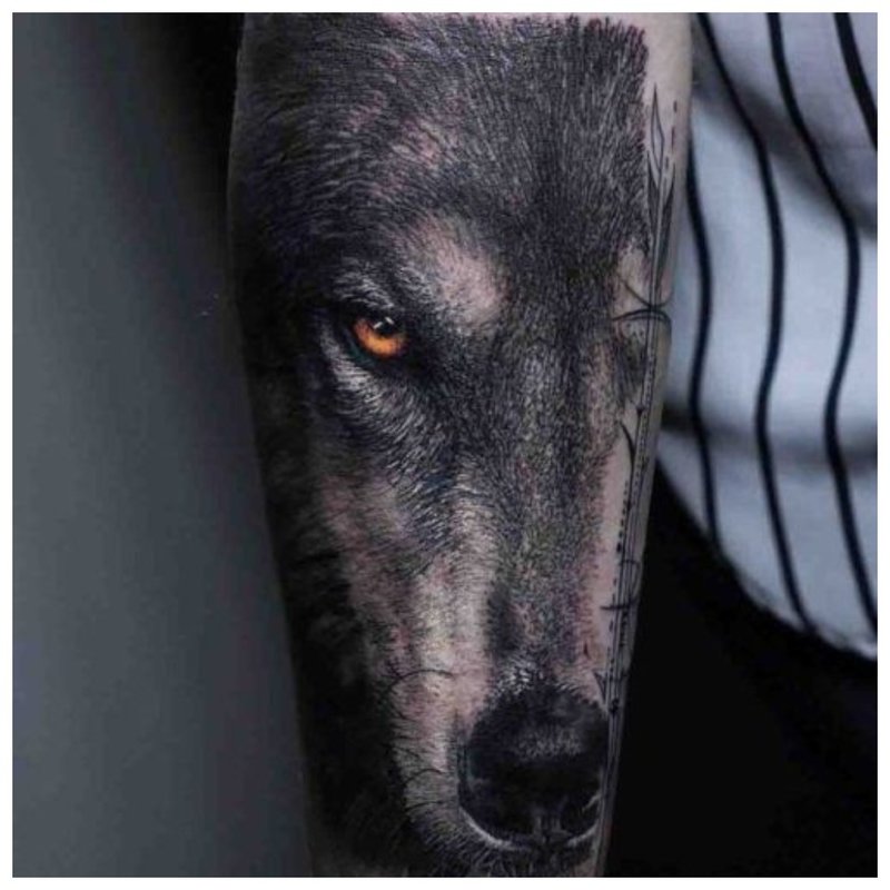 Wygląd wilka - męski tatuaż